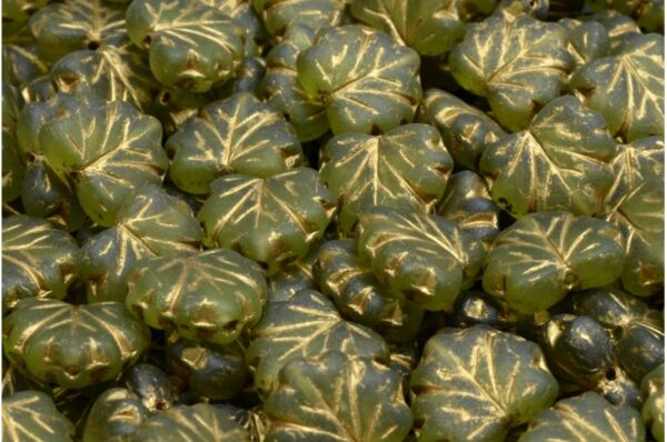 Maple Leaf Beads 13x11mm - Image 1