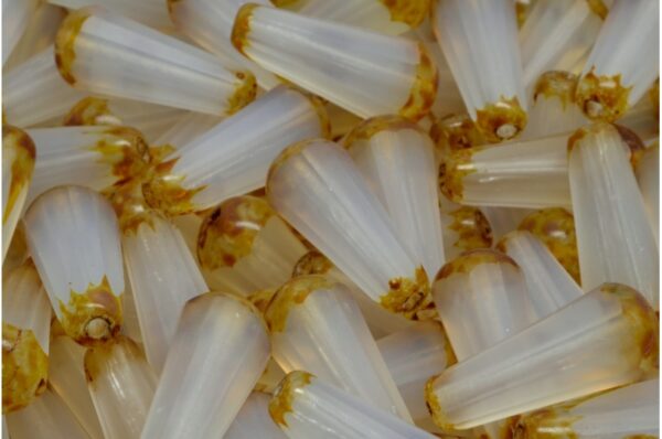 Firepolished Drop Beads 20x9mm - Image 1