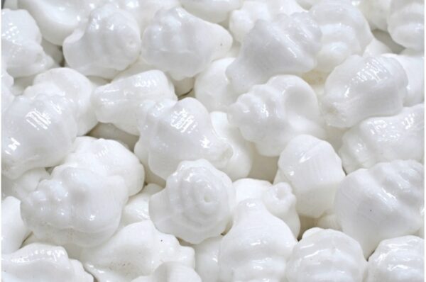 Murex Shell Beads 15x12mm - Image 1
