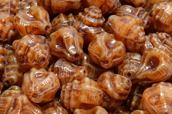 Murex Shell Beads 15x12mm - Imagen 2