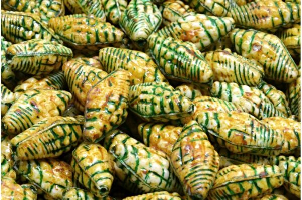 Miter Shell Beads 16x8mm - Image 1