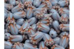 Tulip Bud Beads 12x8mm - Image 2