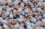 Tulip Bud Beads 12x8mm