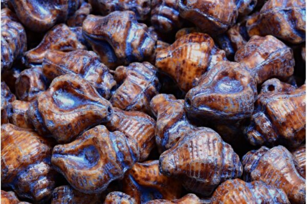 Murex Shell Beads 15x12mm - Image 1