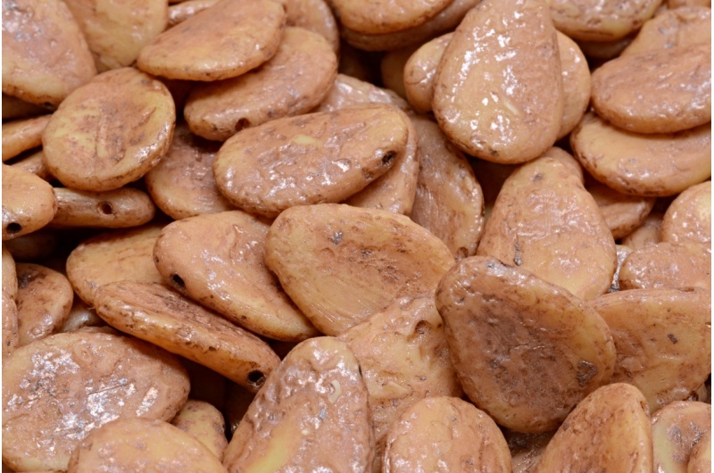 32750_111-01384-11x16-13020-etch-54324-jpg_1 Anemone Petal Beads 11x16mm - Image 1