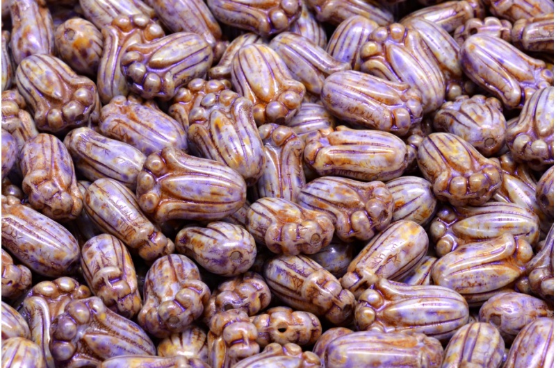 34586_111-40012-12x08-02010-65328-jpg_1 Tulip Bud Beads 12x8mm - Image 1