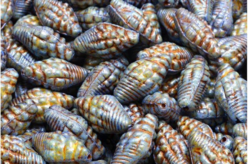 38129_111-95006-16x08-02010-65325-54317-jpg_1 Miter Shell Beads 16x8mm - Image 1