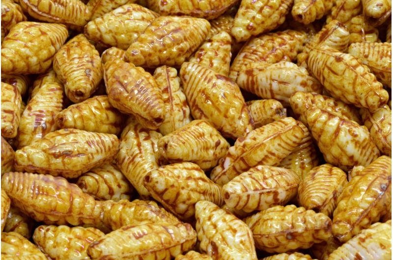 38140_111-95006-16x08-02010-86800-jpg_1 Miter Shell Beads 16x8mm - Image 1